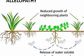 Image result for allelopathic