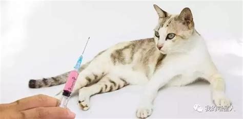 被猫抓伤咬伤，我要不要去打狂犬疫苗？別再误解十日观察法！_哔哩哔哩_bilibili