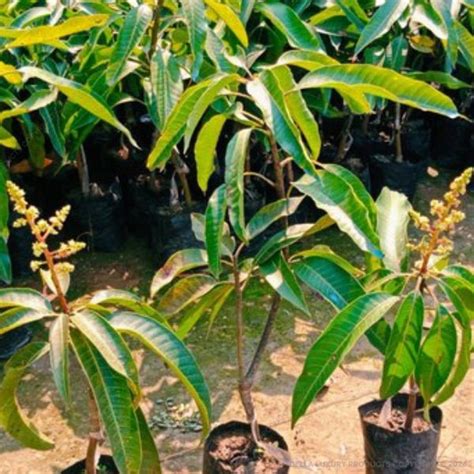 Totapuri Mango 1-3 ft. - Mango - Totapuri Mango - Fruit Trees | Della ...
