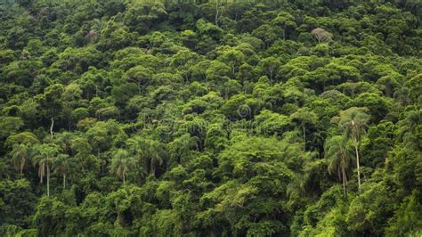 巴西热带雨林 - 初中地理图片 - 地理教师网