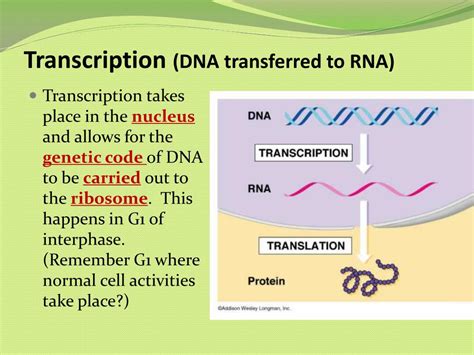 Image result for RNA Replication