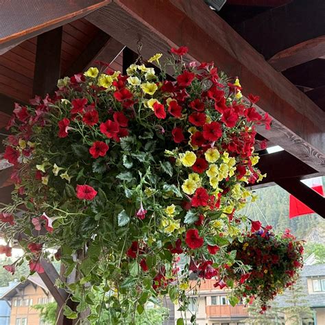 BANFF INN - Hotel Reviews, Photos, Rate Comparison - Tripadvisor