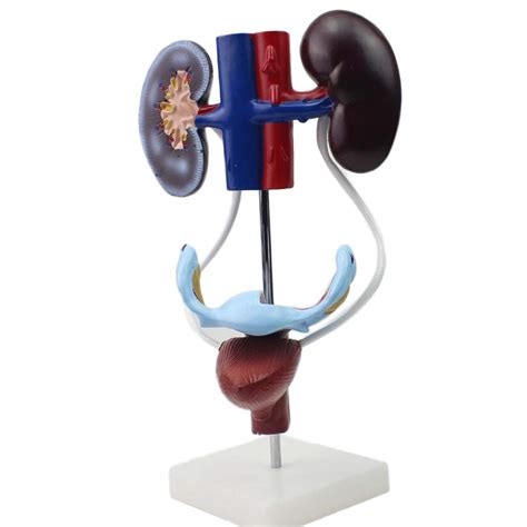 Buy VIEUR Female Urinary Reproductiv Genitourinary System Model ...