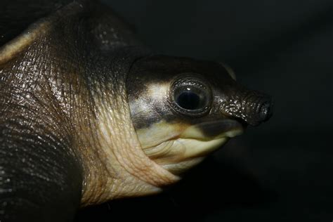 Spotlight on Indonesia: Endangered pig-nosed turtles threatened by ...