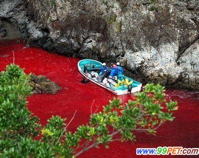 残暴日本大肆屠杀海豚鲜血染红海豚湾（多图）_水景堂