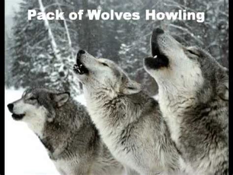 Image result for Wolves Howling Sound Effect
