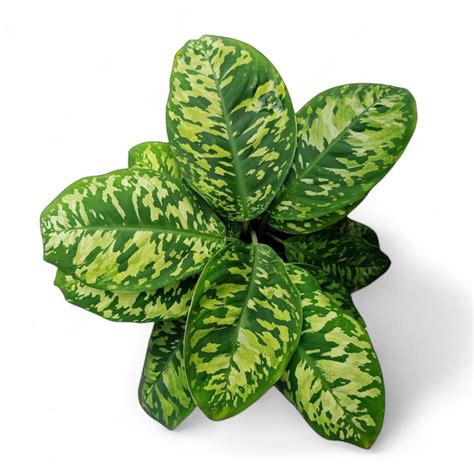 Soiled: India's No.1 Destination for Exotic & Rare Plants