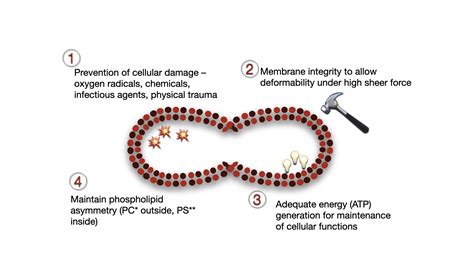 Red cell lifespan and haemolysis – Blood & Water - lifespan of red blood cells