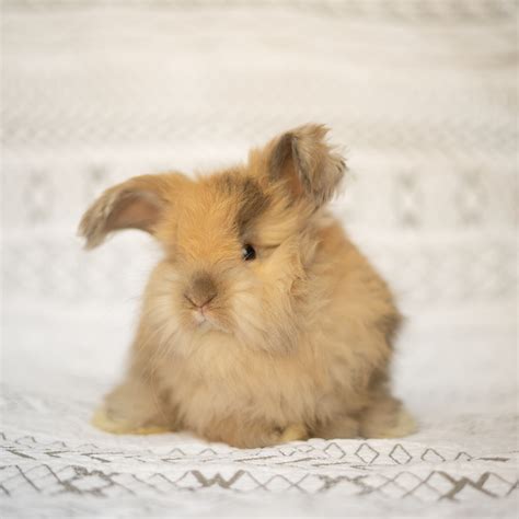 Buy Angora Rabbits — WING & WOOL