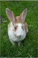 Image result for Real Easter Bunnies