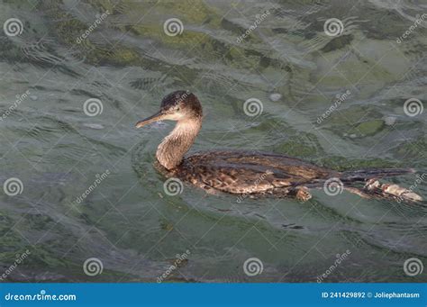 Cormorant (Phalacrocoracidae) Aquatic Birds Stock Photo - Image of oceanblue, feed: 241429892
