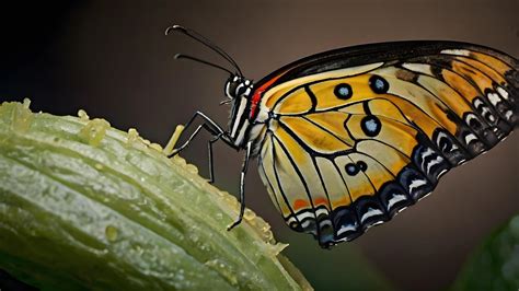 Image result for Buterfly Side View