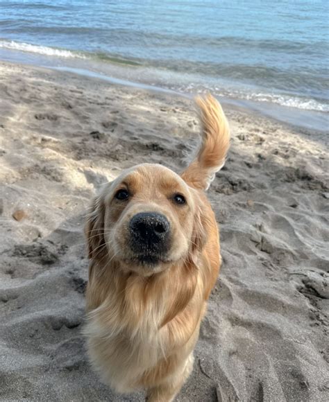 SARAH on Instagram: "my heart right now" in 2025 | Cute dogs images ...