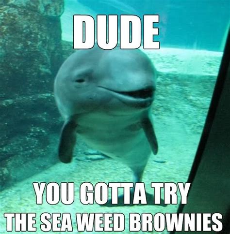 Pin by Isa Santo Domingo on Funny | Funny memes, Dolphin memes, Funny ...