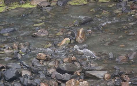 In Bhutan, the world’s rarest heron is on the brink of extinction