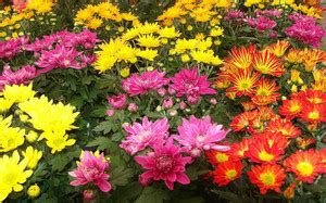 GROUNDOXY BEST QUALITY HYBRID CHRYSANTHEMUM MIXED SEED FOR YOUR HOME ...