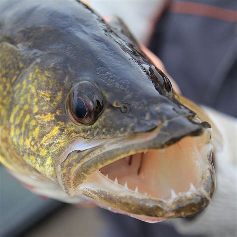 Minnesota Fishing Regulations: History of Walleye Regulation Changes on ...