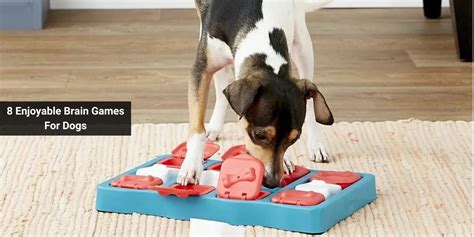 Image result for Interactive Games for Dogs