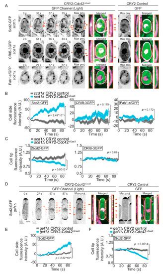 Cells | Special Issue : Symmetry Breaking in Cells and Tissues