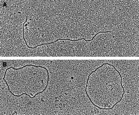 DNA Electron Microscope 的图像结果