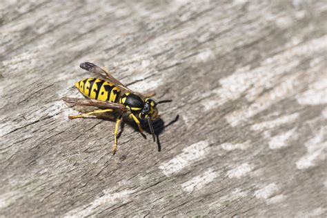 Yellow Jacket Removal: Identifying Yellow Jacket Nests | ABC Humane ...