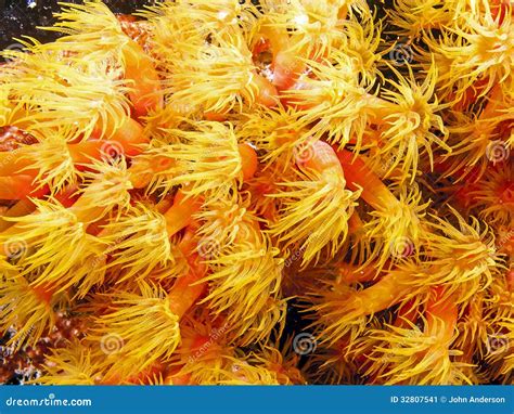 Orange cup corals stock image. Image of lesser, polyps - 32807541