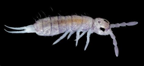 Image result for Springtail Bug-Bite