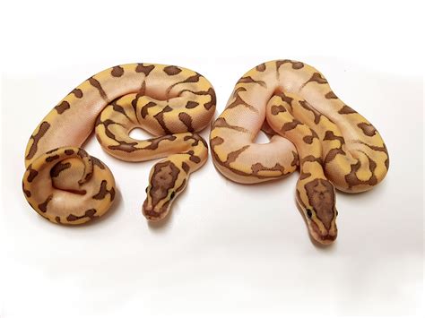 Image result for Super Bamboo Ball Python