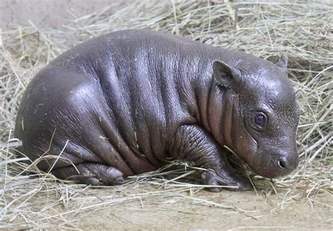 Rare pygmy hippo born in Kansas zoo offers hope for endangered species