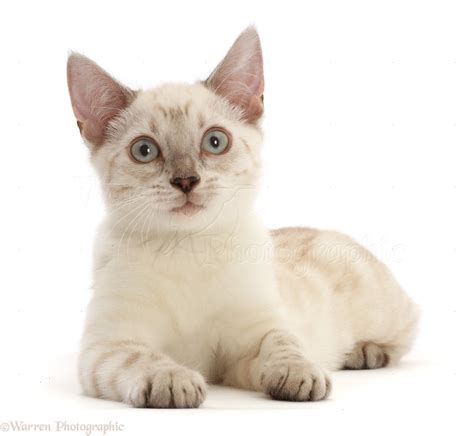 Tabby Siamese Mix Kitten