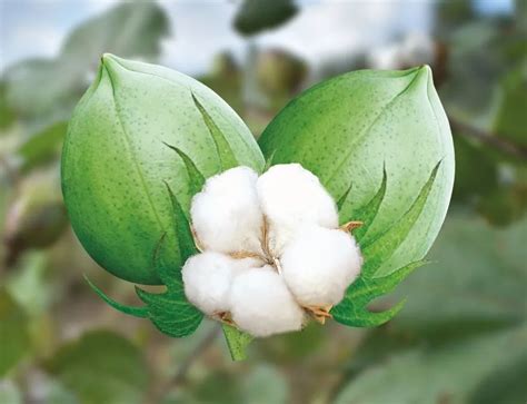 Bajrangi Cotton Seeds - High Yield & Superior Quality | Safal Seeds