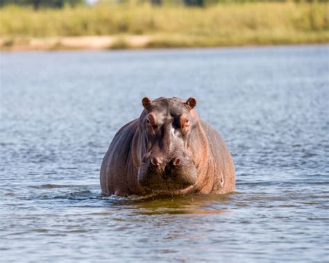 Image result for Hippo vs Python