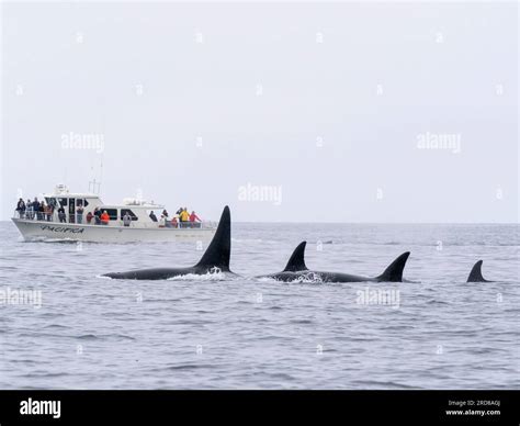 A pod of transient killer whales (Orcinus orca), near a whale watching ...