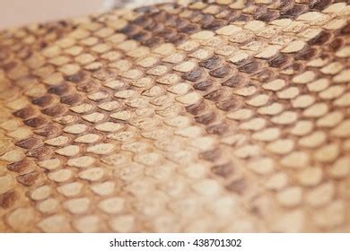 Image result for Python Skin Structure