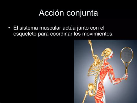 Conocer Ciencia - Cuerpo Humano 3 (Sistema muscular - Sistema ...