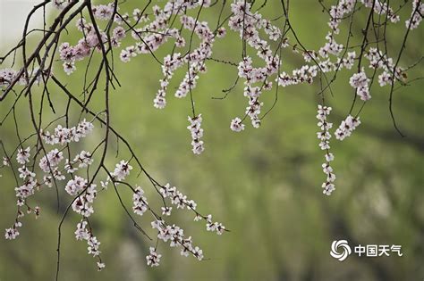 春暖花开清新春天背景图片免费下载-千库网