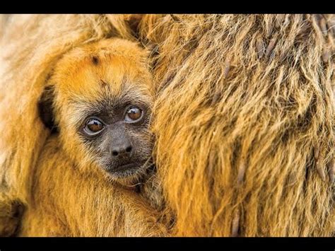 Howler Monkey 🐒 HD Sound Effect 1 - YouTube