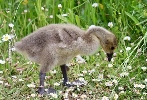 Canada Goose Chick Young - Free photo on Pixabay