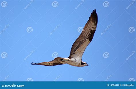 Osprey Seahawk Unique Raptor Bird of Prey Avian Flying in Michigan during Spring Fishing Hawk ...