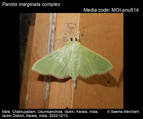 Parotis marginata complex (Hampson, 1893) - | Moths