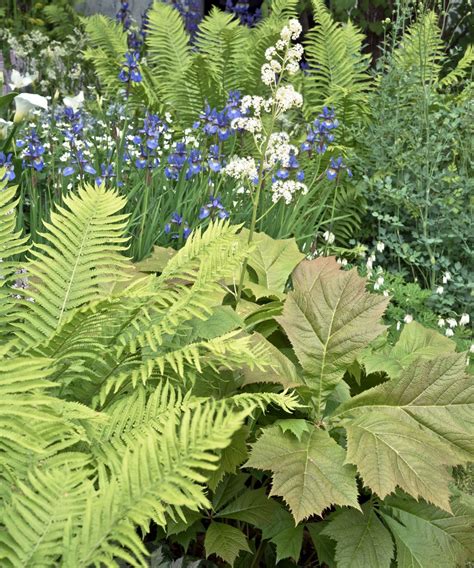 Best ferns for shade: 8 fascinating fronds to grow | Homes and Gardens