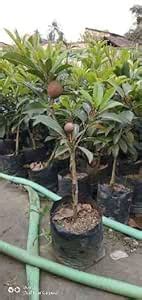 The House of Plant/Sapodilla/Chikko/Sabeda Fruit Healthy Grafted Live ...