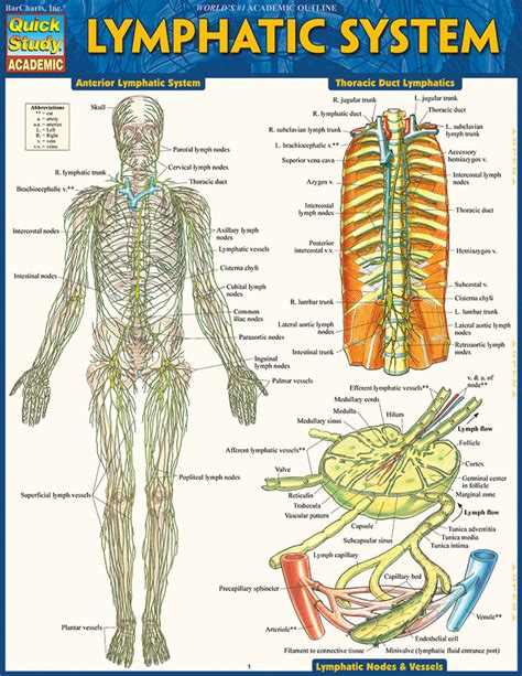 Image result for Map of Lymphatic System