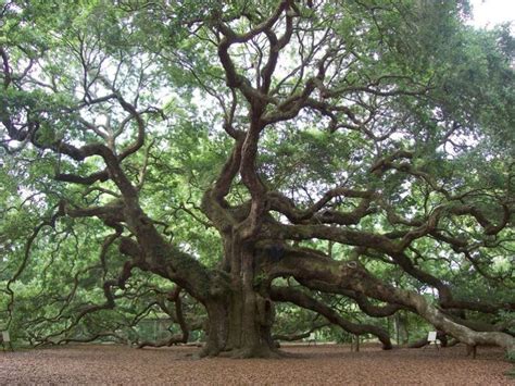 Savernake Forest, marlborough, United Kingdom - Top Attractions, Things ...