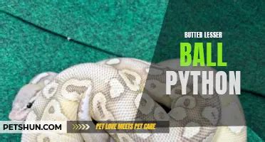 Image result for PowerPoint On Ball Python's