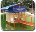 Animal Husbandry :: Home