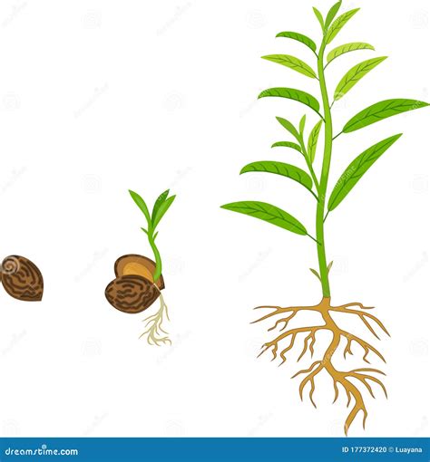 Sequential Stages of Peach Seed Germination Stock Vector - Illustration ...