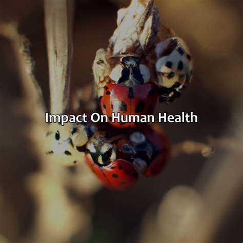 What Color Ladybugs Are Poisonous - colorscombo.com