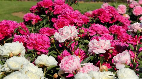 Should You Deadhead Peonies? 15 Things To Know Before You Cut (Or Not)
