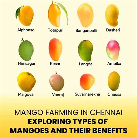 Image result for Mango Types Mango Varieties